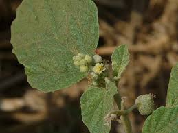 Image result for Chrozophora plicata