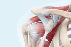 The orthopedic surgeon then replaces the injured ligament with a portion of a tendon taken either from the patient's own hamstring or from donor tissue. Rotatorenmanschettenruptur Ursachen Und Behandlung Ksw