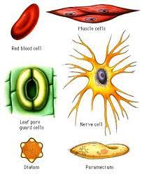 Howstuffworks Cell Cell Structure Cell Cell Biology