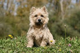 With their breeder, waiting for you! Cairn Terrier Dog Breed Information