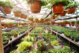 We grow a large selection of flowers and plants such as perennials. Flowers Inside A Garden Center Greenhouse Wide Angle Photo Stock Photo Picture And Royalty Free Image Image 95965328
