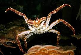 What To Know About Red King Crabs Red King Crab King Crab Crab