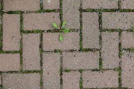 Doch nehmen sie überhand, muss eingegriffen werden. Steine Und Platten Mit Soda Essig Natron Co Reinigen Anleitung Gartenlexikon De