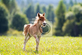 The ancestral stock of the horse of south america descended from horses brought to the western hemisphere by the spanish of andalusian. Fohlen Mini Pferd Falabella Leinwandbilder Bilder Hengst Fohlen Mare Myloview De