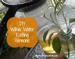 The first ones that have a chemical origin are known as phytoregulators. Diy Willow Water A Natural Rooting Hormone Garden Primer Series