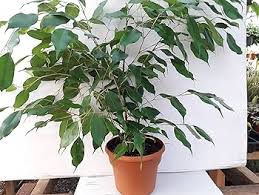 Image result for Ficus pygmaea