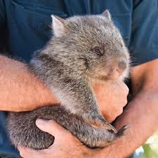 Australia On Twitter Cute Wild Animals Australia Animals Cute Wombat