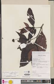 Image result for Psychotria hypsophila