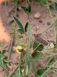 Image result for Crotalaria steudneri