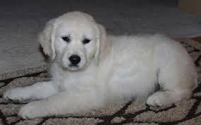Explore 65 listings for kc golden retriever puppies at best prices. Golden Retriever Puppies For Sale In Arlington Washington Classified Americanlisted Com