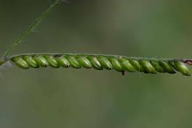 Image result for Urochloa brizantha