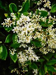 Image result for Ligustrum