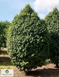 Image result for Centemopsis fastigiata