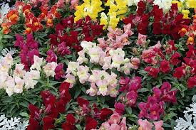 Snapdragon Montego Mix This Is A Dwarf Variety Snapdragon Flowers Flower Seeds Annual Plants