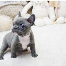 Wanna Print Your Fur Baby S Image On Different Stuff Then Welcome To Our Top Notch Website Pet Funny French Bulldog Puppies Dogs And Puppies Bulldog Puppies