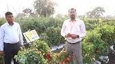 Check spelling or type a new query. Nunhems Hybrid Tomato Us 2853 Youtube