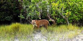 1 Day Sundarban Tour