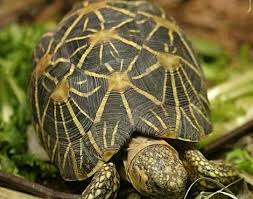 Indian Star Tortoise Geochelone Elegans Animals A Z