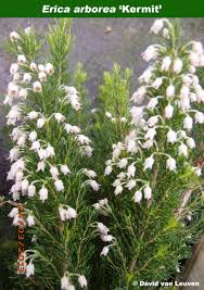 Image result for Erica arborea