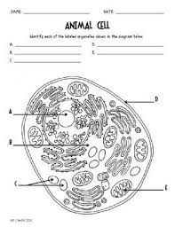 These free animal cell worksheets are great for creating your own science centers in your. Cells Blank Plant Animal Cell Diagrams Note Taking Assessment Plant And Animal Cells Cell Diagram Animal Cell