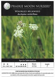 Image result for Asclepias graminifolia