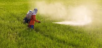 Risultati immagini per PESTICIDI