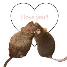 Instagram Mayamcall Support A Ratty Clout Sister Before I Literally Lose My Mind Cute Memes Love Memes Cute Rats