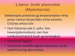 Protista Mirip Jamur Kelompok Ii Andi Madurapas M H Edy Kurniawan Ppt Download