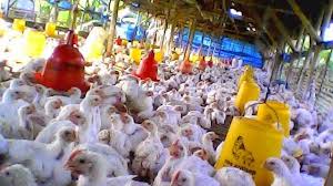 Harga telur ras update setiap hari pagi dan siang. Harga Ayam Broiler Hari Ini Selasa 6 Januari 2014