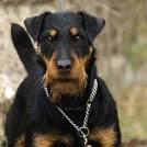 American Hunting Terrier Association - Jagdterrier, Dog ...