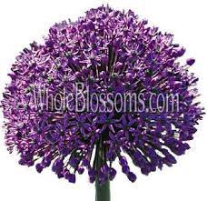 Purple Allium Flower At Wholesale Prices Wholesale Flowers Wedding Cheap Wedding Flowers Purple Flowers
