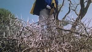 боги наверное сошли с ума 3 смотреть онлайн Hd Bogi Navernoe Soshli S Uma 3