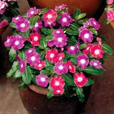 Pin On Vinca