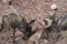 Vahsi Kopekler Sirtlani Canli Yiyorlar Izlesene Com