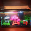 Amazon's choicefor fish tank decorations. 3