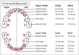 baby teeth number chart 8 best images of tooth chart