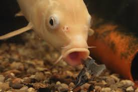 Sie ist geboren am 01.04. Das Seltsame Verhalten Geschlechtsreifer Goldfische Zur Paarungszeit Aquariumlog By Kamillo Koi Und Aquaristik