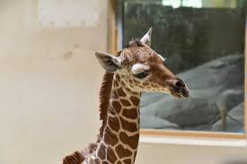 How to say giraffe in spanish? How To Say When She Was Born In Spanish