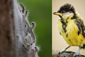Het huisje is met kippengaas beschermd tegen invallen van 80 procent minder rupsen. Bemoedigend Zo Gaat De Natuur De Eikenprocessierups Te Lijf