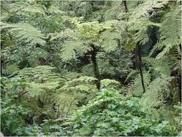 Image result for Tricalysia bagshawei