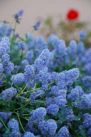 Blue Flowers And Geranium Antony France Flower Aesthetic Flowers Flower Garden