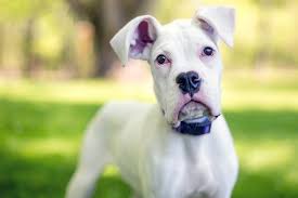 When a great dane puppy grows too quickly, they are more prone to hip dysplasia and. Great Dane Dog Breed Information Characteristics Daily Paws