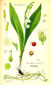 Lily Samsky Composition Properties Benefits And Harm Application And Contraindications Lily Of Mayan Useful Properties Use In Folk Medicine Possible Harm When The Lily Of The Valley Appear Flowers
