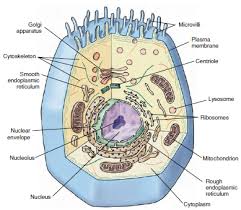 What are the functions of organelles in eukaryotic cells. Components Of Eukaryotic Cells And Their Functions Organization Of Cells Cells As Units Of Life Introduction To The Living Animal