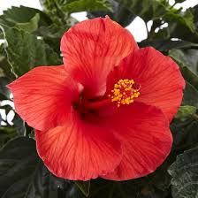 Image result for Hibiscus ludwigii