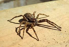 Image result for wolf spider bite skin