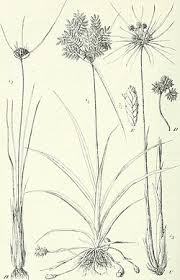 Image result for Cyperus dubius