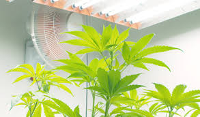 This channel serves to comply with all youtube guidelines and is for documenting and educating viewers who grow their medicine. How Long To Keep Fans On In Grow Room What For Me
