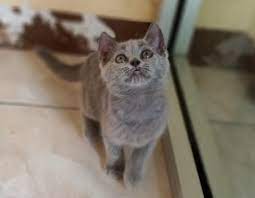 Jual Kucing British Short Hair Betina 2 5 Bulan Murah Bekasi Perlengkapan Hewan Makanan Hewan Di Carousell