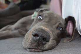 If you just feel like having a cat so you go get one and sneak it into your apartment, you're an asshole. Apartment Dog Guide Your Guide To Getting A Dog For Apartment Living